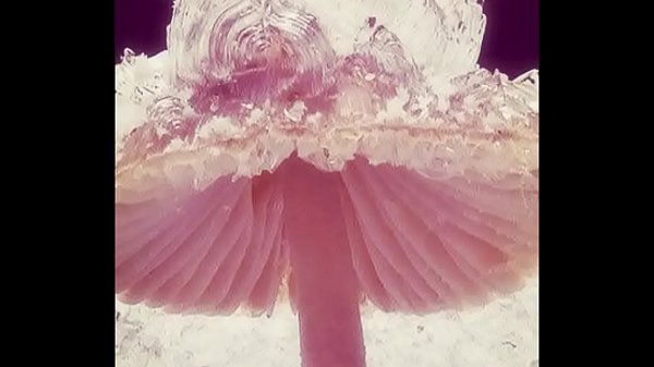 Nonton Tit Sucker Needed thumbnail