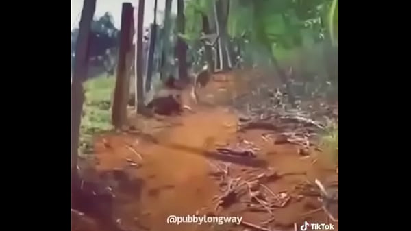 Lop