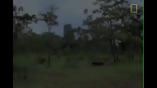 Nonton Y24 thumbnail