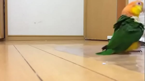 Parrto hot green stomping