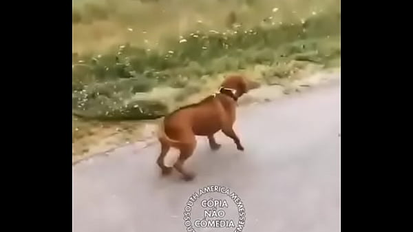 Nonton Larissa Transando thumbnail