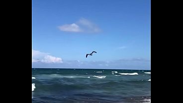 PELICAN DIVING INTO OCEAN