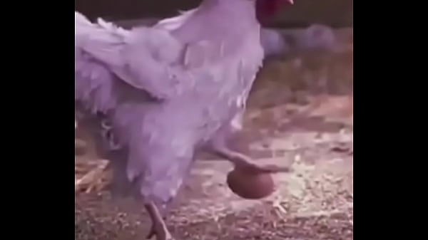 Bola, ovo de galinha 