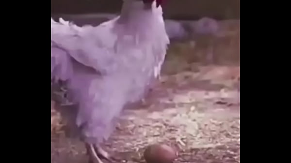 Nonton Bola, Ovo De Galinha thumbnail