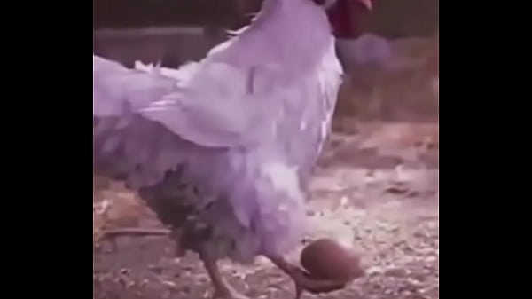 Bola ovo de galinha