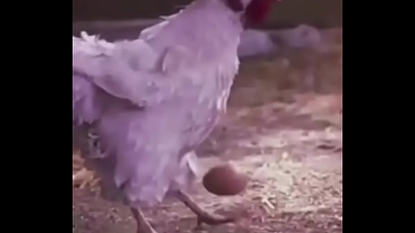 Galinha fazendo embaixadinha com ovo