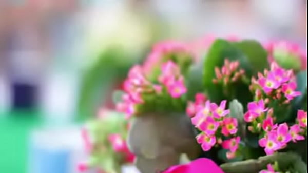 Nonton Bikini Wapa thumbnail