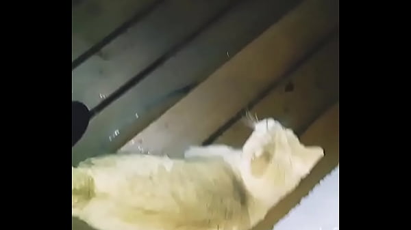 Play MP4 - Verification video