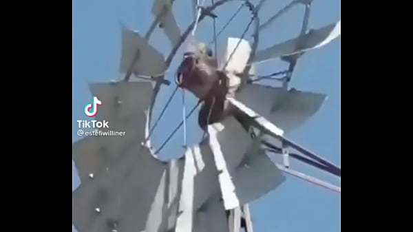 Video de risas en el que un hornero sufre dentro de su casa