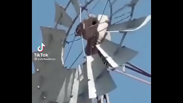 Video de risas en el que un hornero sufre dentro de su casa 