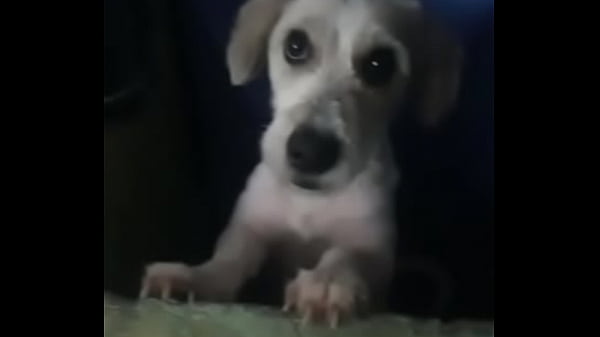 Canino caliente hace de las suyas 