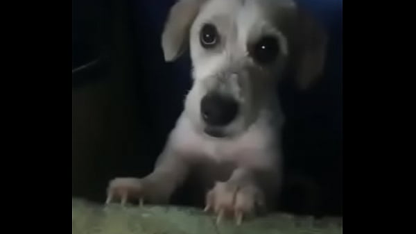 Nonton Canino Caliente Hace De Las Suyas thumbnail