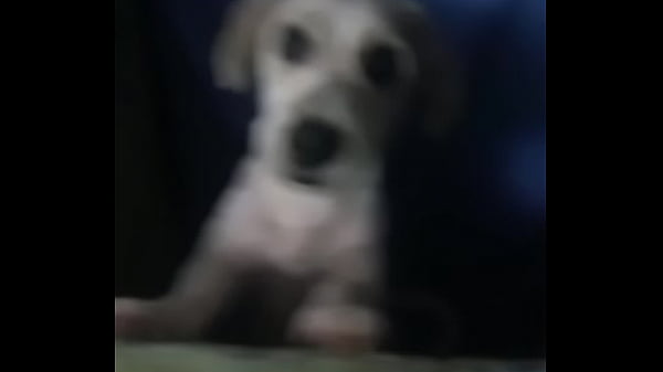 Canino caliente hace de las suyas