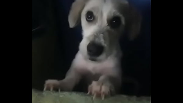 Canino caliente hace de las suyas 