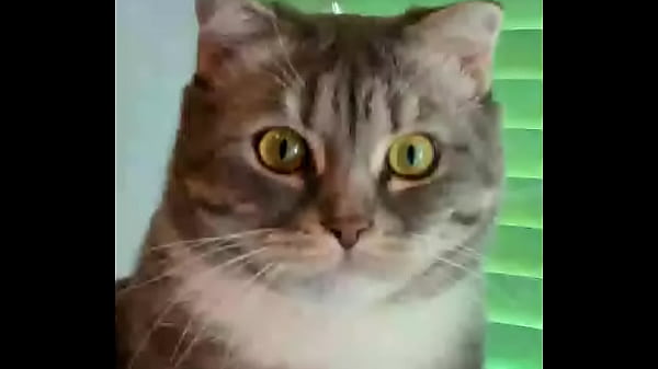 Nonton Anal Webvc thumbnail