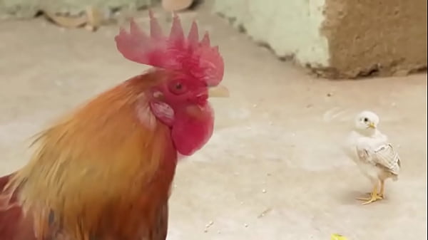 Service and call girls services in hotel