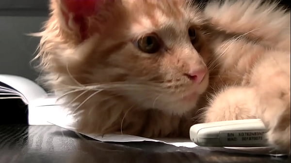 Nonton Testxv - Chat Content #1 - Twerk2 - Mar 23, 2023 thumbnail