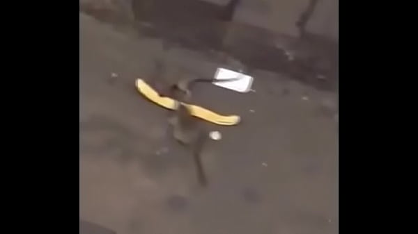 Dos ratas pelotudas peleando por un churro con_Linkin Park de fondo