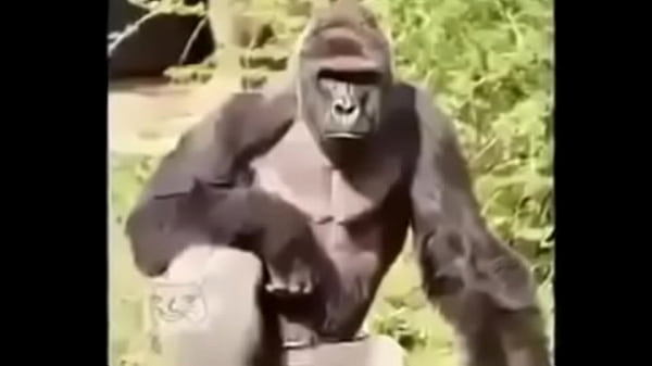 Gorilas culiando rico 