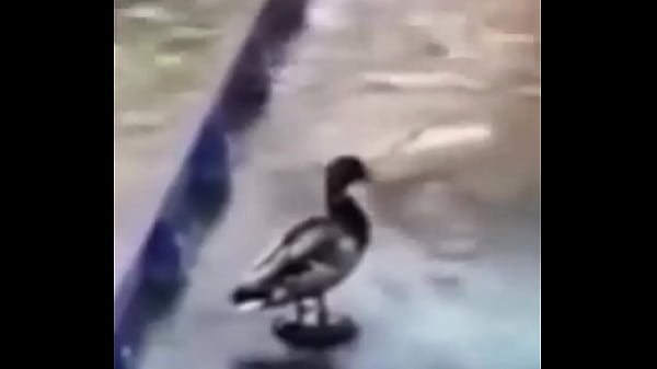 Ganzo insano explota con agua 