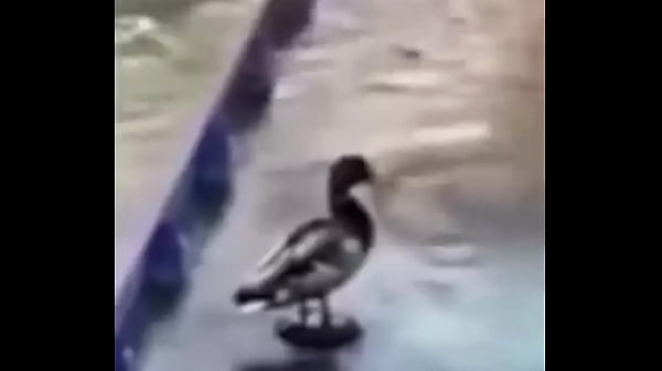 Ganzo insano explota con agua