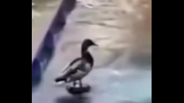 Nonton Ganzo Insano Explota Con Agua thumbnail