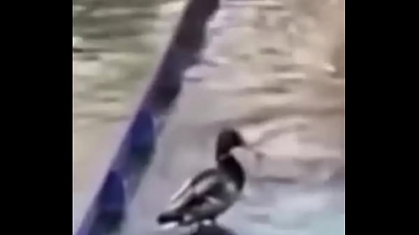 Ganzo insano explota con agua