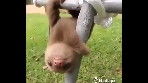 Doğrulama Videosu thumbnail