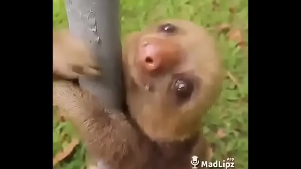 Doğrulama Videosu thumbnail