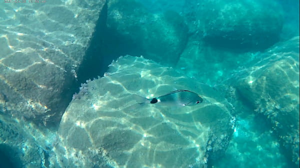 fish eating cum under water in the sea 