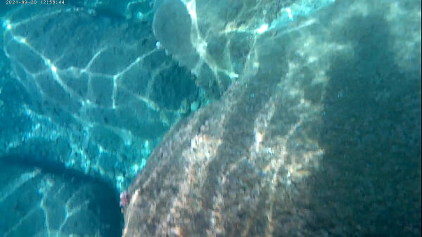 Nonton Fish Eating Cum Under Water In The Sea thumbnail