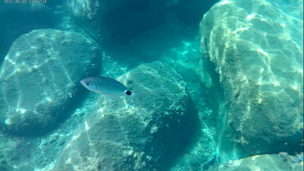 Fish eating cum under water in the sea 