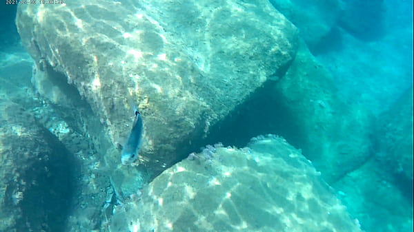 Fish Eating Cum Under Water In The Sea thumbnail