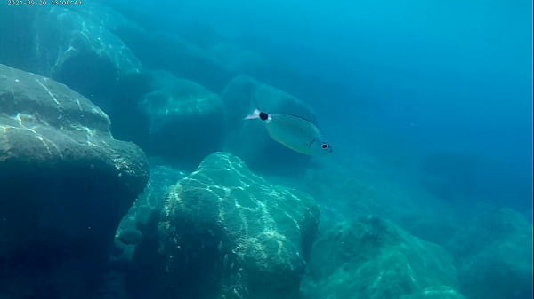 Fish eating cum under water in the sea 