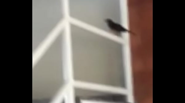 V&iacute;tor puto p&aacute;ssaro 