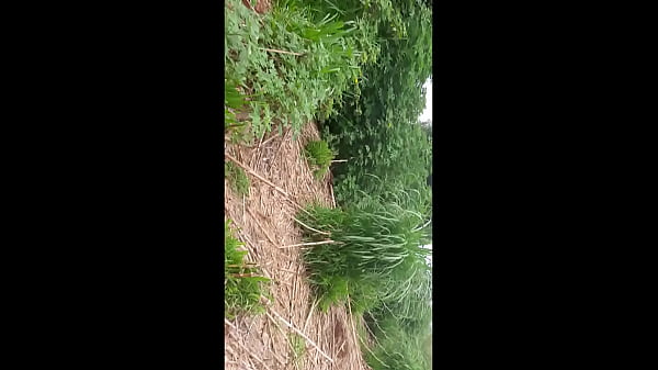 aceitei dinheiro de um velho pra ser filmada e_depois ser comida fodida no_campo