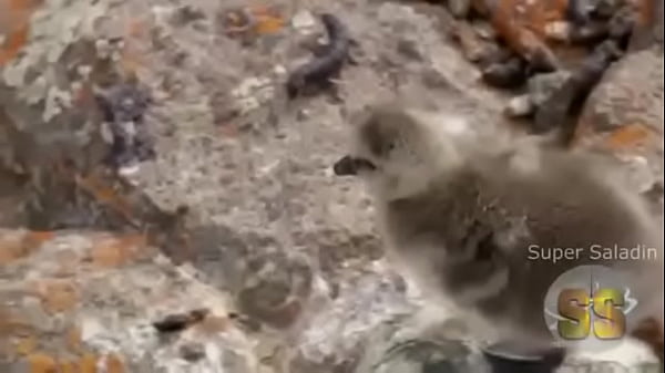 Nonton .-.. . -... .-. .- / -.. .- / ... . . ..- -. -.. .- / -.-. -. - .- .. .. thumbnail