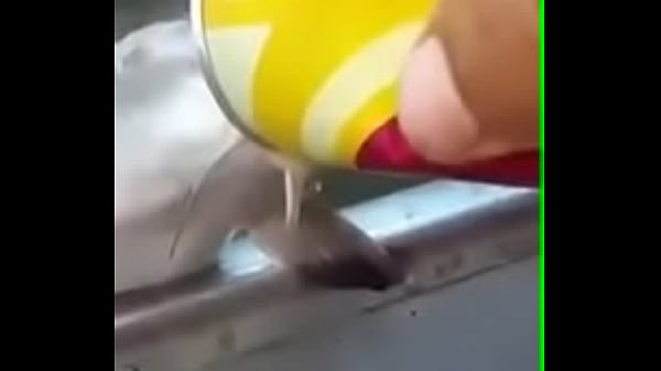 Catarinense Nazipardo fode um grupo inteiro