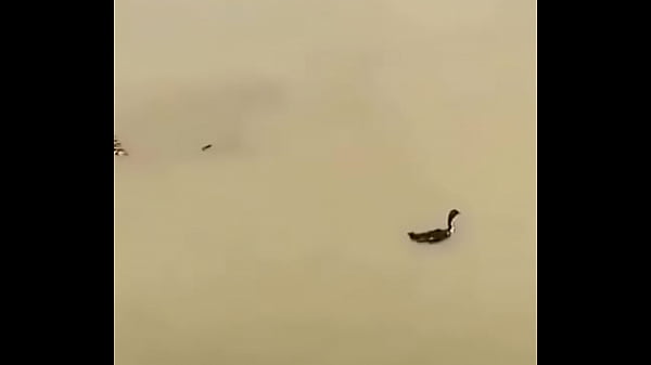 V&iacute_deo de verifica&ccedil_&atilde_o