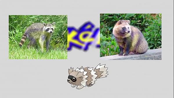 Puede Zigzagoon pasarse Pokémon esmeralda