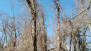 Nonton Risky- Big Cock Cum Splatter At The Park Right Off The Trail thumbnail