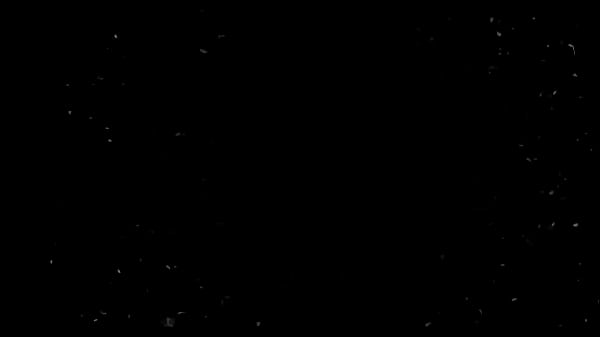 Slut training with chilean slut gatiita veve 