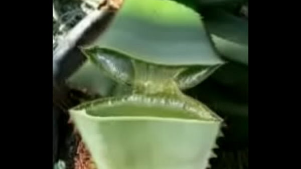 CURAR CANCER NATURALMENTE. CON SAVILA 