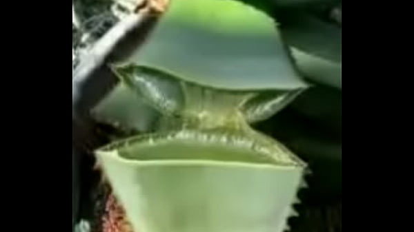 Nonton Curar Cancer Naturalmente. Con Savila thumbnail