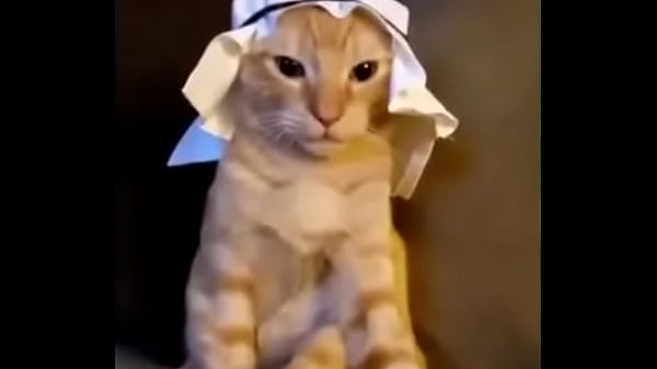 Arabian cat 01 very cool 