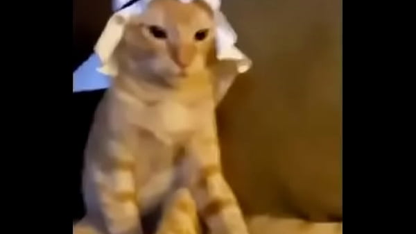 Arabian cat 01 very cool 