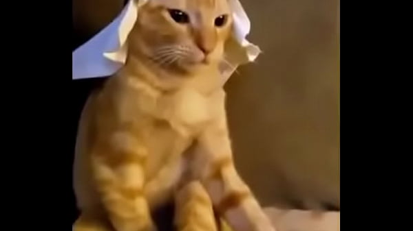 Arabian cat 01 very cool 