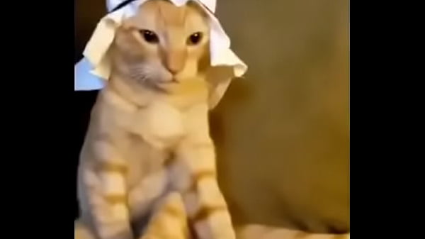 Arabian cat 01 very cool 