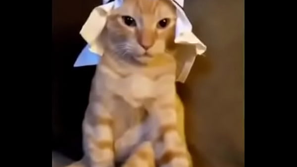 Arab Cat