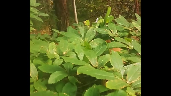 Qui veut essayer de tirer la lapine 